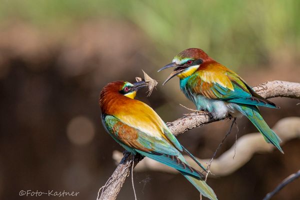 Er: Schau mal, was besonderes für Dich ...