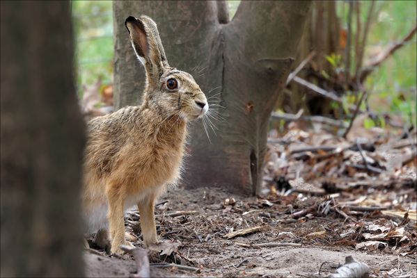 Er schaut schon mal....