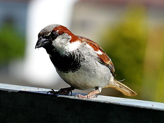 er schaut sich alles in Ruhe an