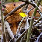 Er schaut wie ein verliebtes Eichhörnchen