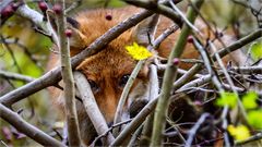 Er schaut wie ein verliebtes Eichhörnchen