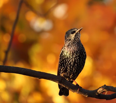 .-.-.-.-  er schielt zum Wochenende.-.-.-.-