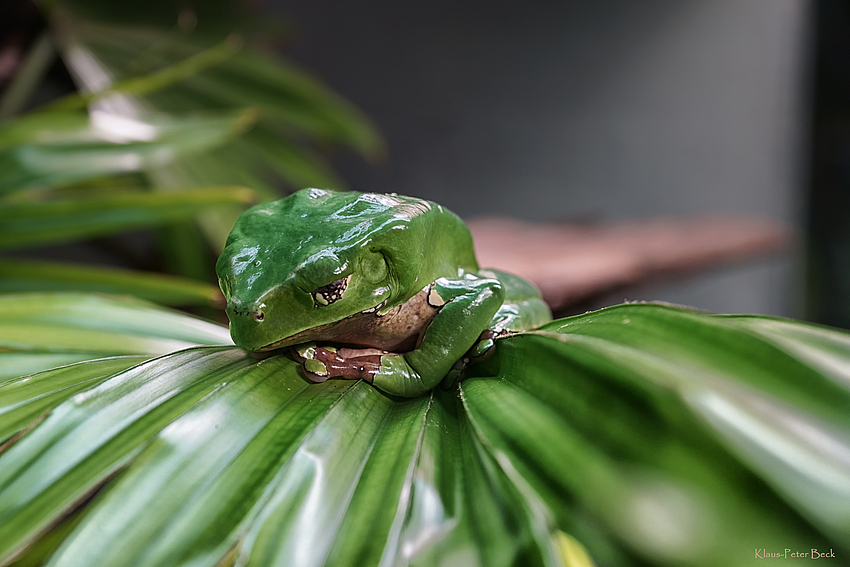 Er schläft, der Frosch.