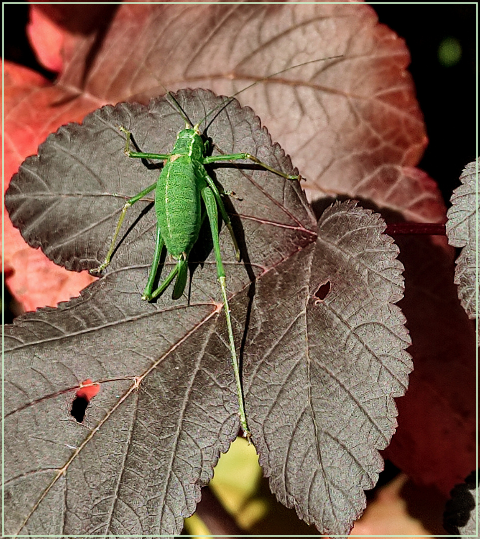 Er schlief an der Sonne 