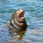 Er schmettert aus voller Kehle......