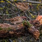 "ER SCHON WIEDER - DAUERND AM FUTTERN"