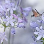 er schwärmt für Agapanthus