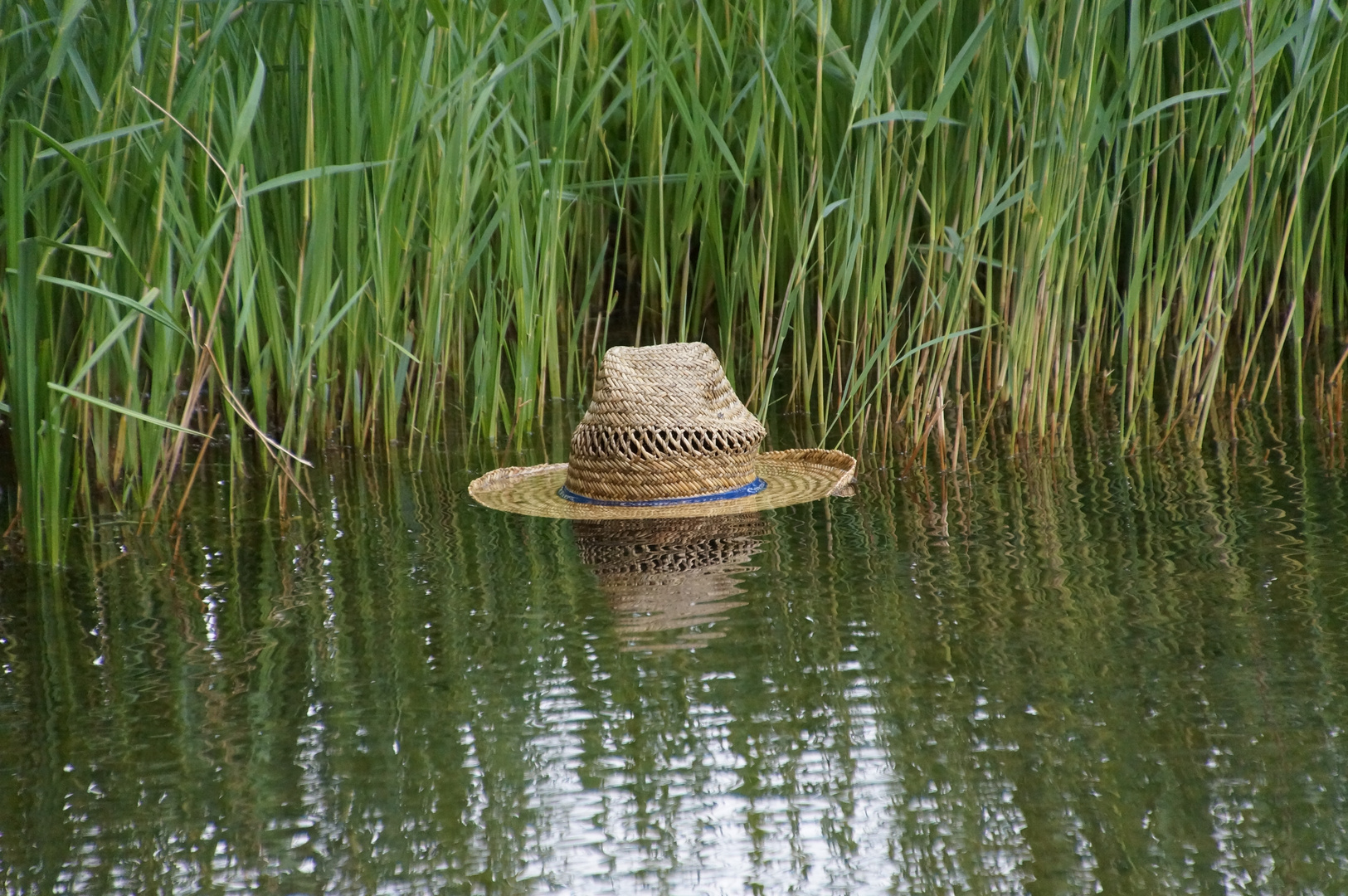 Er schwimmt allein