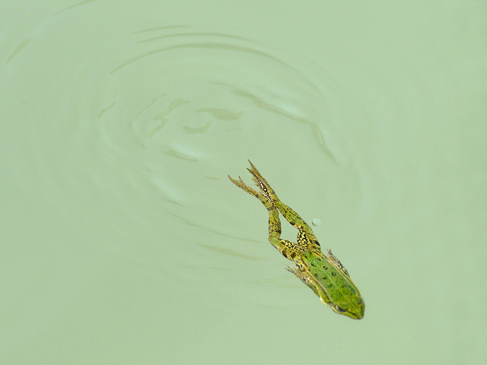 ... er schwimmt noch