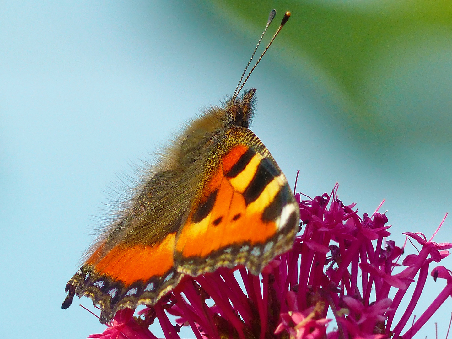 Er setzte sich auf die Spornblume