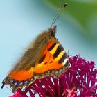 Er setzte sich auf die Spornblume