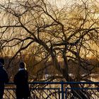 Er, Sie, der Baum und der Aasee