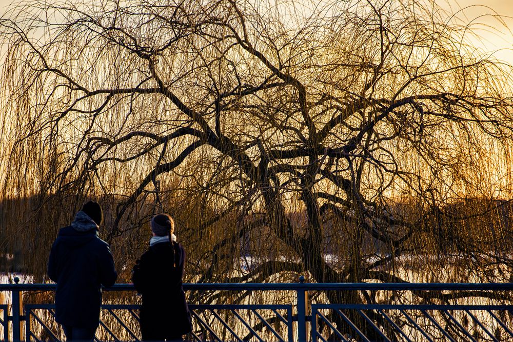 Er, Sie, der Baum und der Aasee