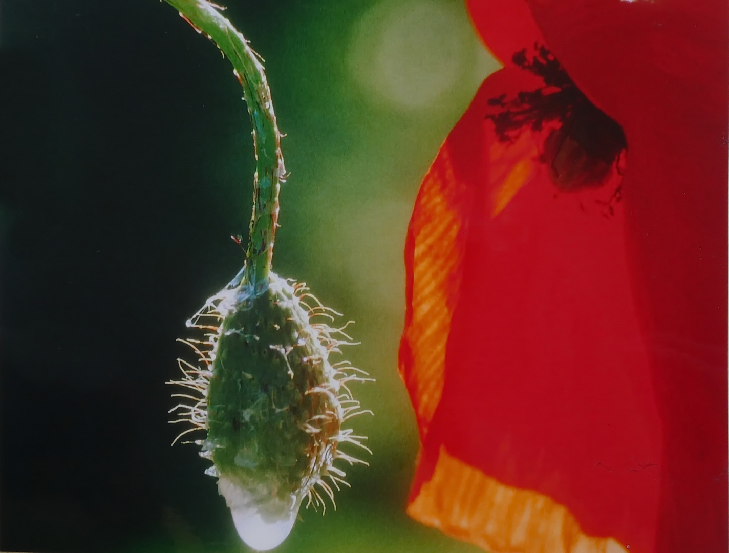 Er & Sie; Erotic Flowers