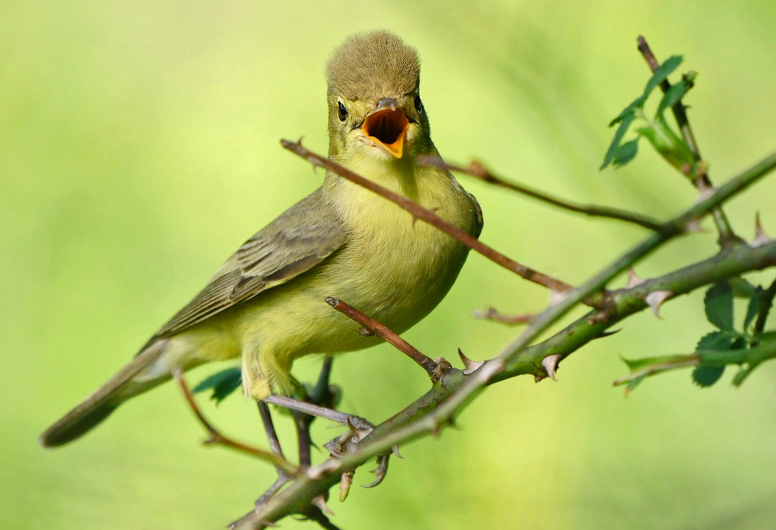 "ER SINGT UND SINGT UND SINGT"