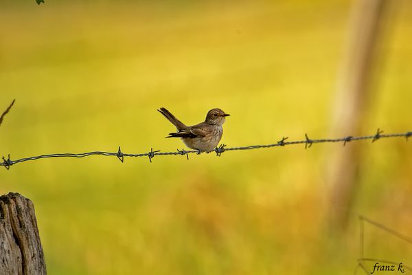            Er sollte schon in Afrika sein !