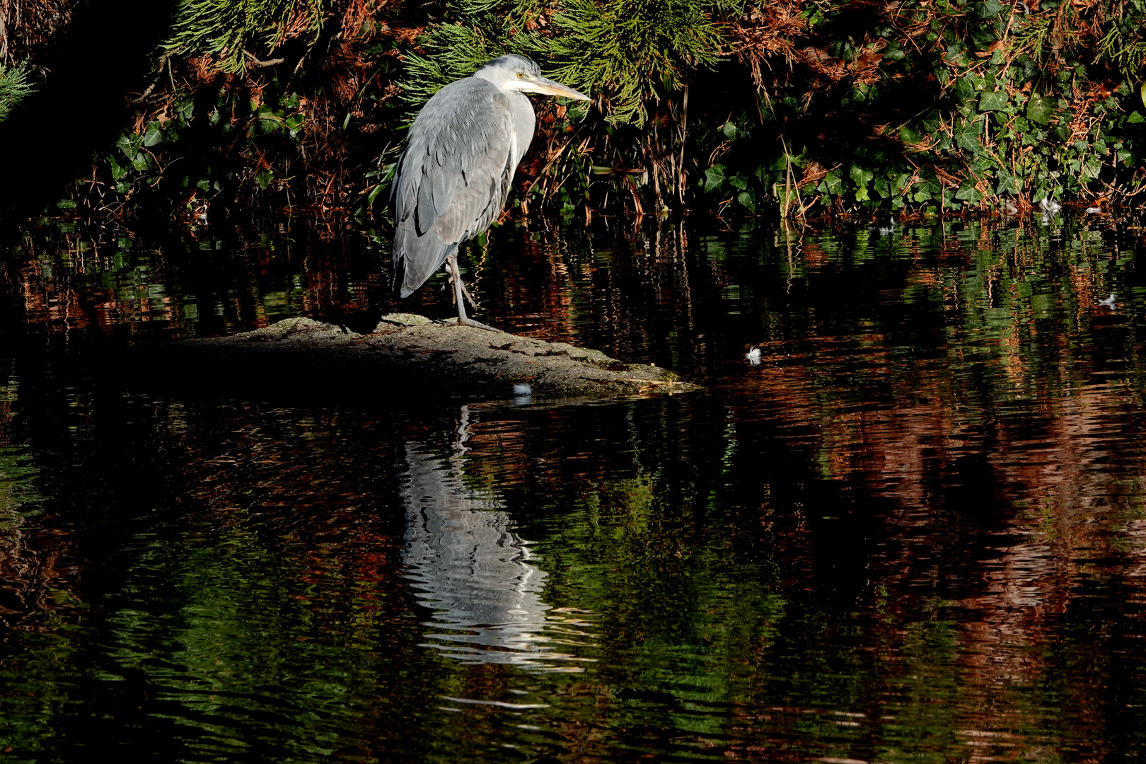 er spiegelt sich im Teich