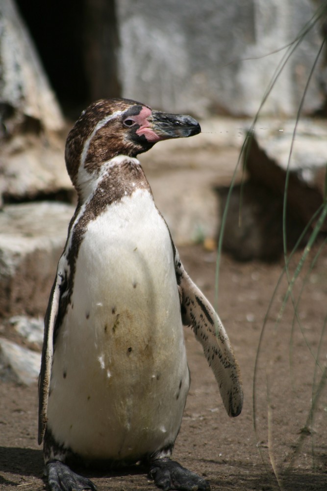 er spuckt, Kölner Zoo 2008