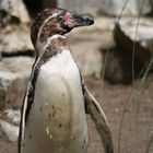 er spuckt, Kölner Zoo 2008