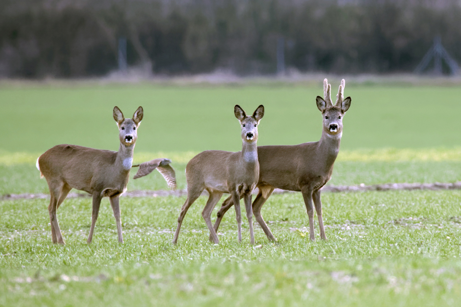 Er stahl den Rehen und dem Bock die Show...Sperber Accipiter nisus