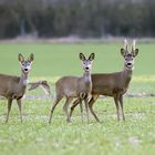 Er stahl den Rehen und dem Bock die Show...Sperber Accipiter nisus