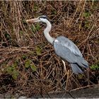 er stand auf einem alten am Ufer liegenden Baumstamm  .....