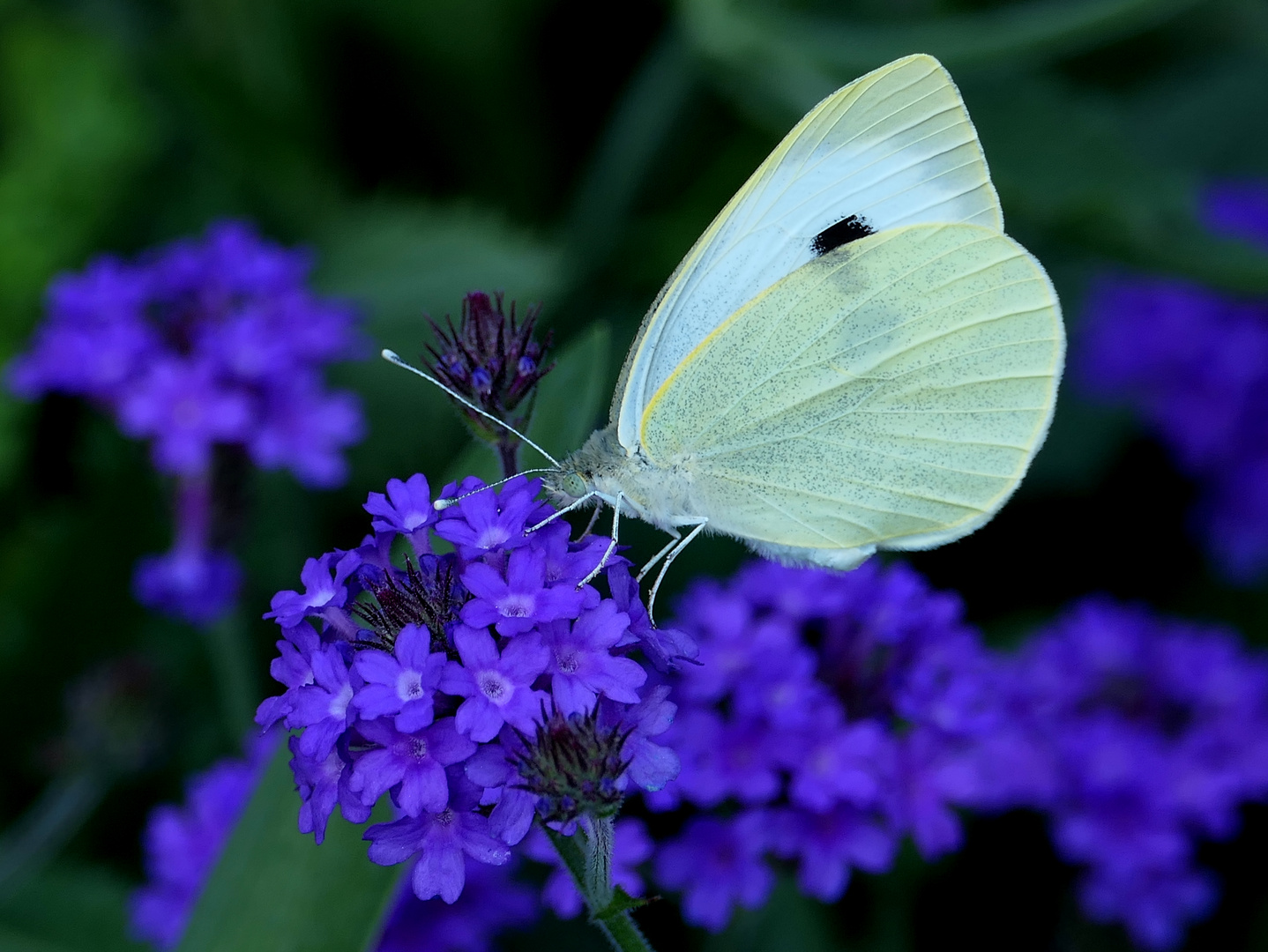 Er steht auf Blau