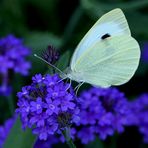 Er steht auf Blau