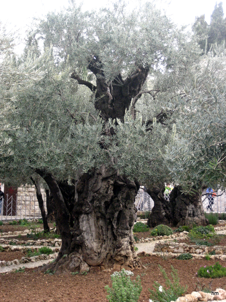 Er steht im Garten Gethsemane und ist etwa 2000 Jahre alt
