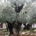 Er steht im Garten Gethsemane und ist etwa 2000 Jahre alt