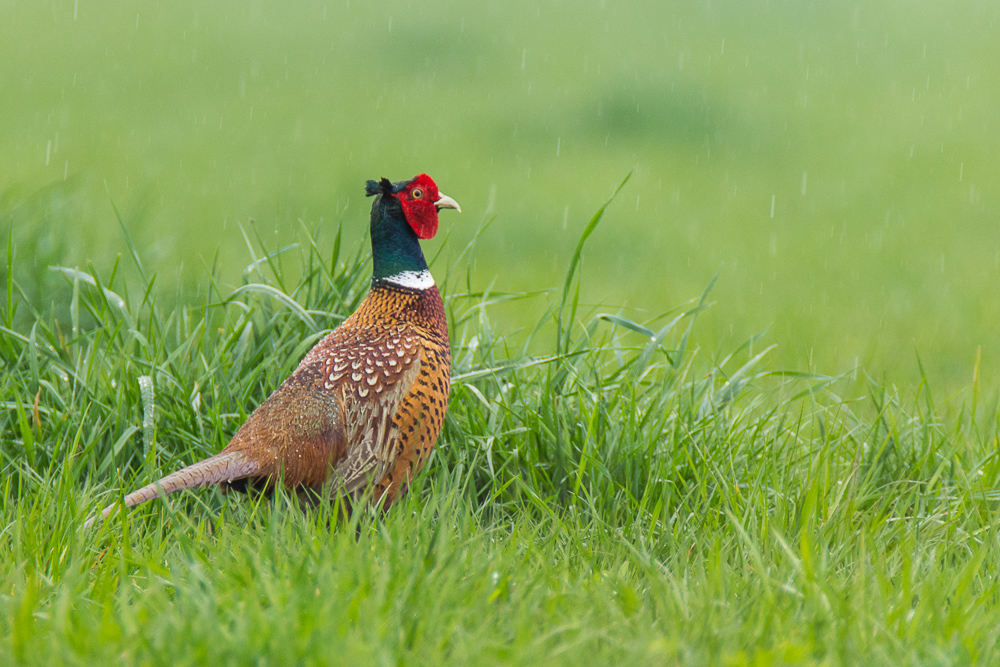 Er steht im Regen...