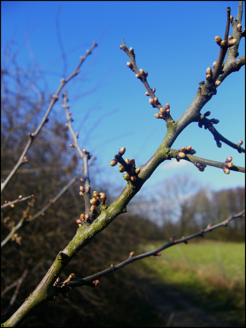 Er steht In den Startlöchern,der Frühling!!!!!