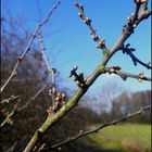 Er steht In den Startlöchern,der Frühling!!!!!