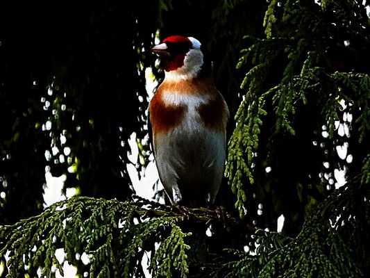 er stellt sich dem Fotografen