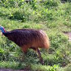 Er stolziert stolz im Zoo Heidelberg