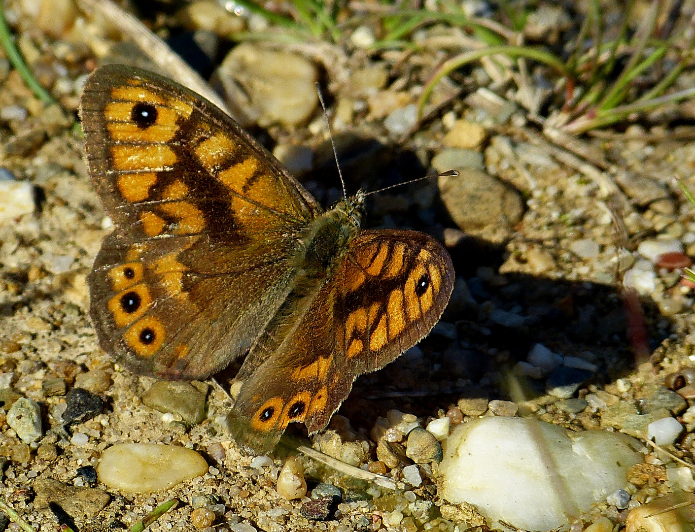 Er strahlte mit der Sonne