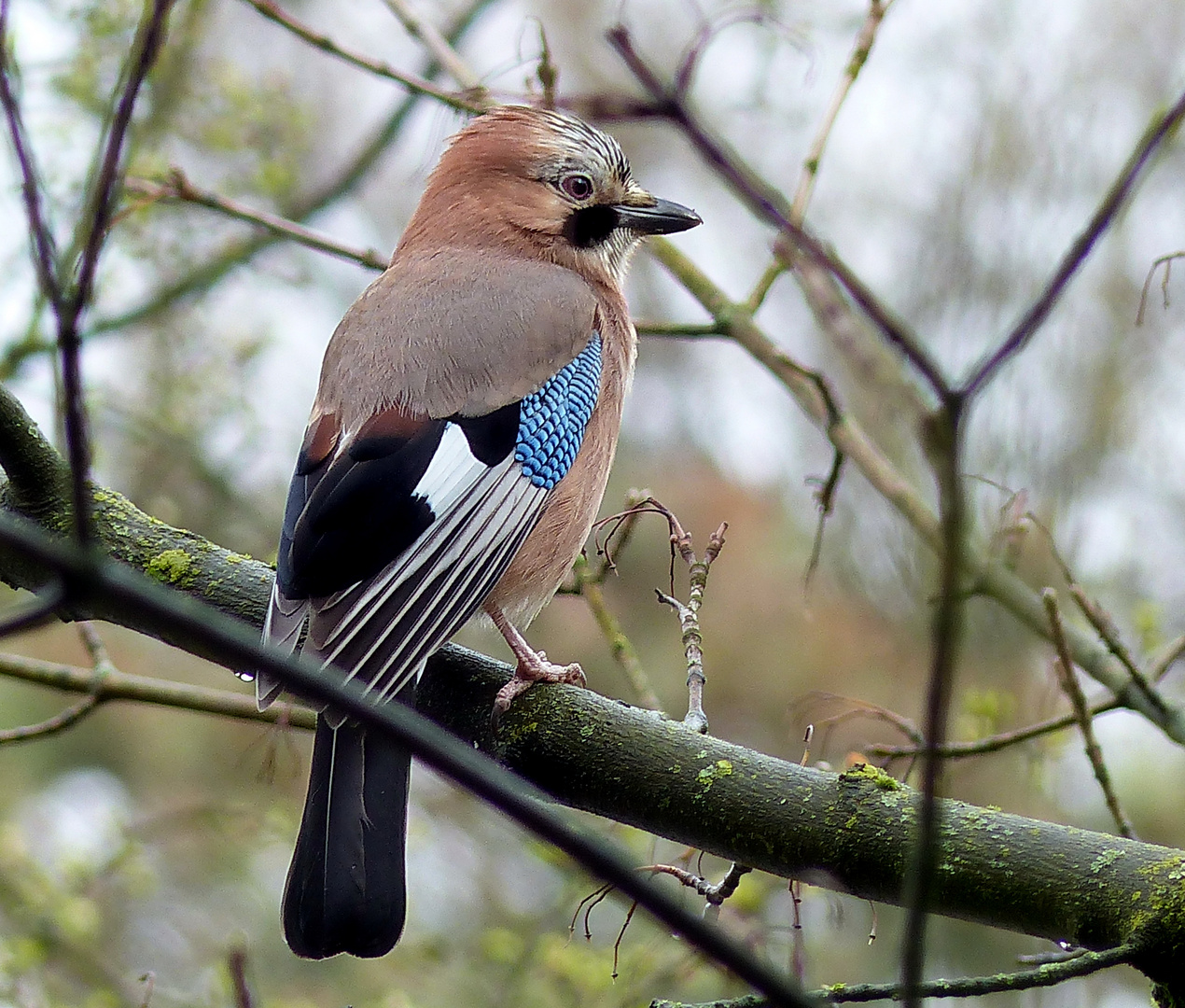 Er Sucht Auch Den Fruhling Foto Bild Tiere Fruhling Natur Bilder Auf Fotocommunity