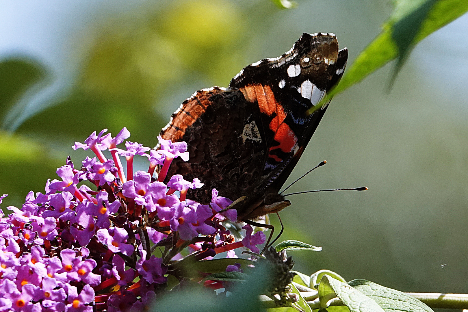 er thront auf dem Sommerflieder 