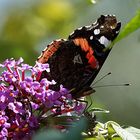 er thront auf dem Sommerflieder 