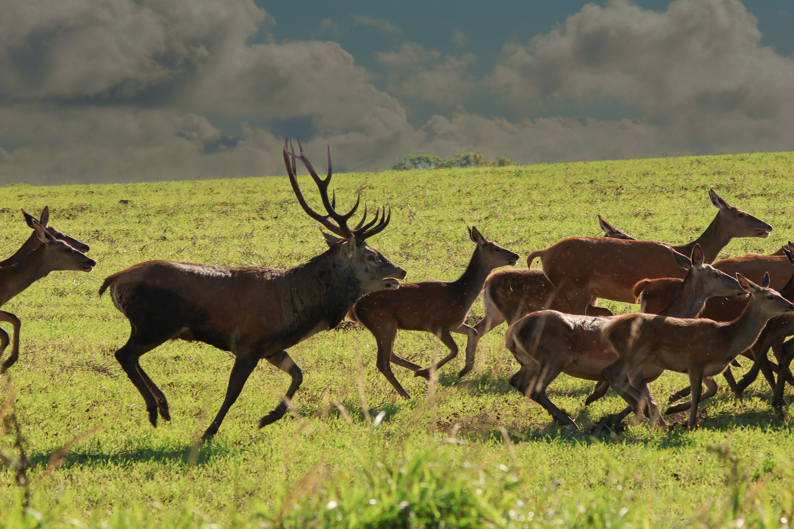 er treibt die Tiere zusammen