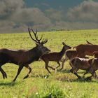 er treibt die Tiere zusammen