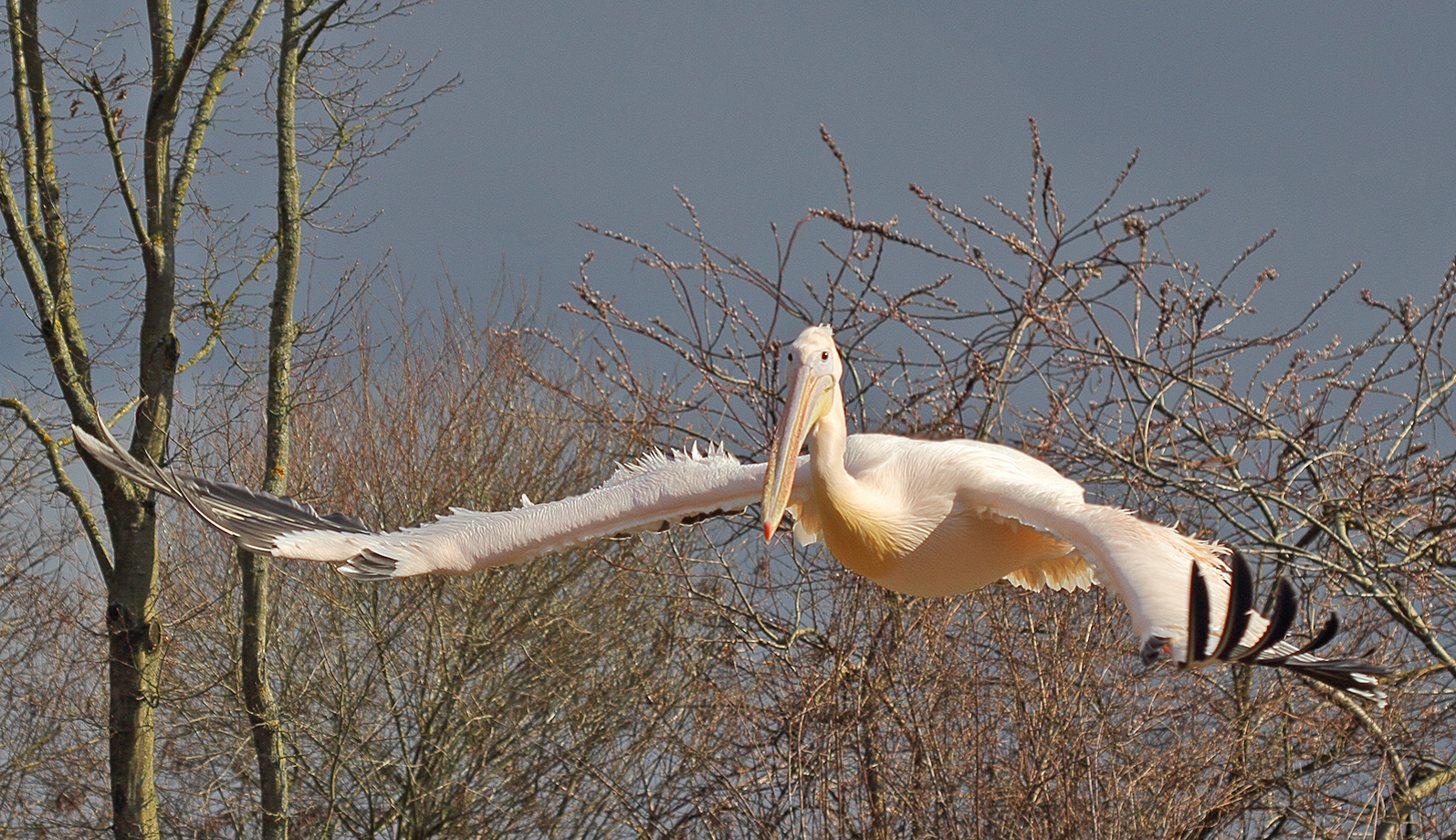 Er übte schön mal den Rundflug im Vogelpark