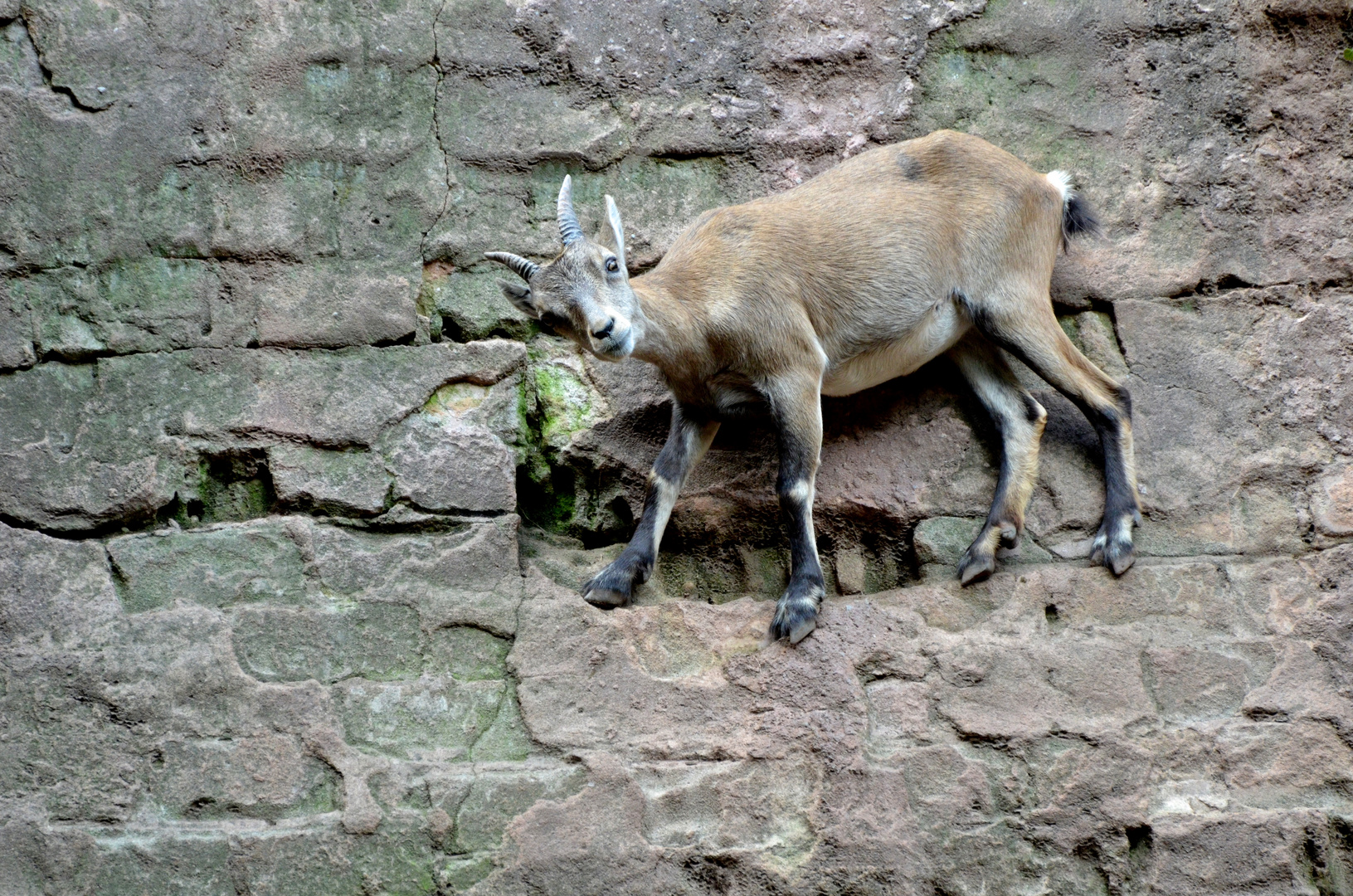 Er verschwand in der Wand