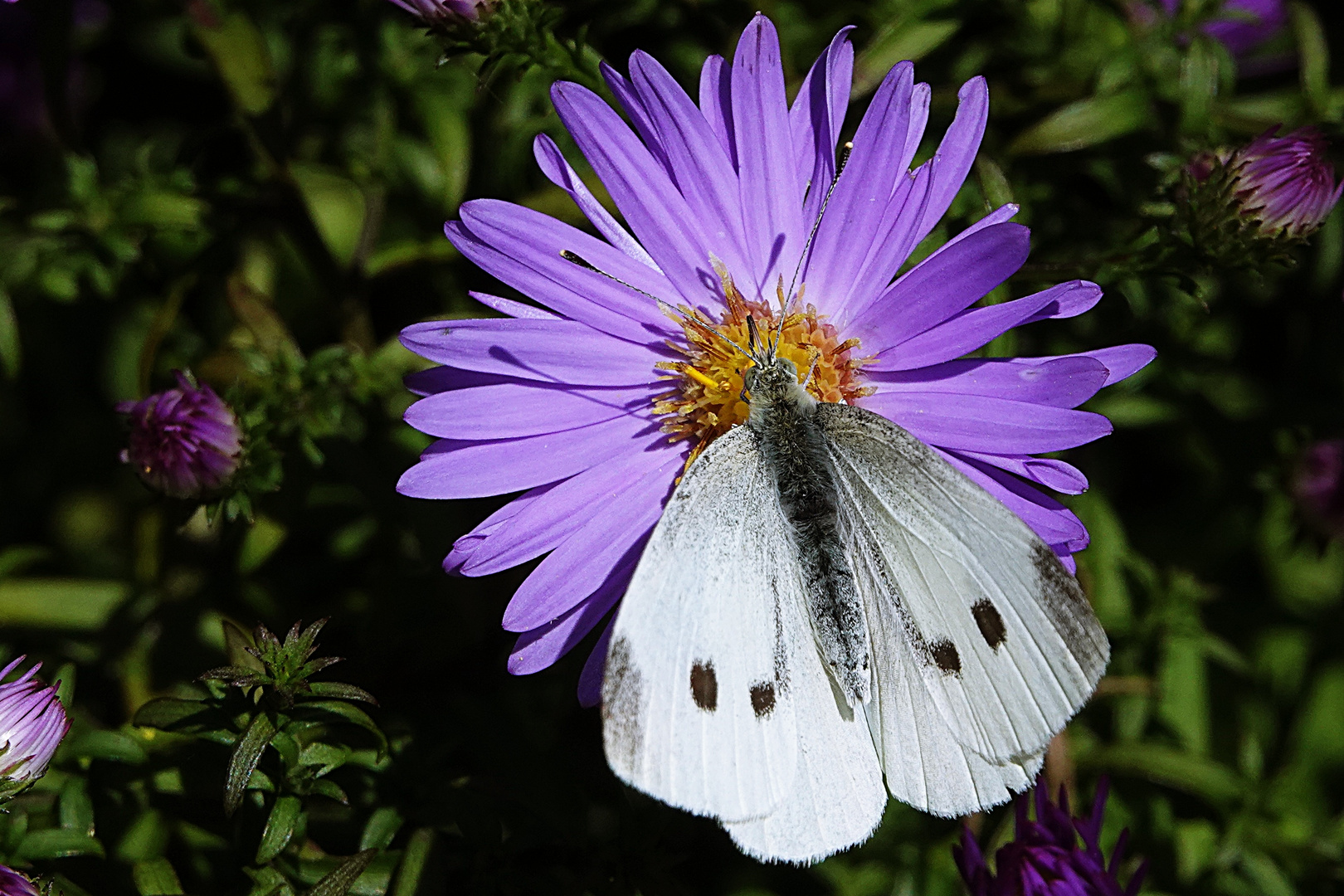 er verweilt auf der Blüte