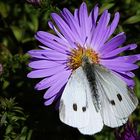 er verweilt auf der Blüte