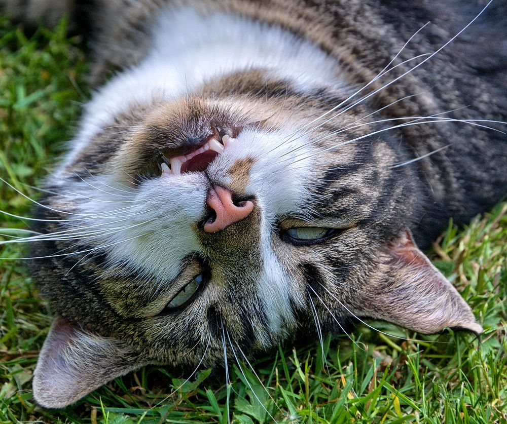 Er war immer glücklich im Garten