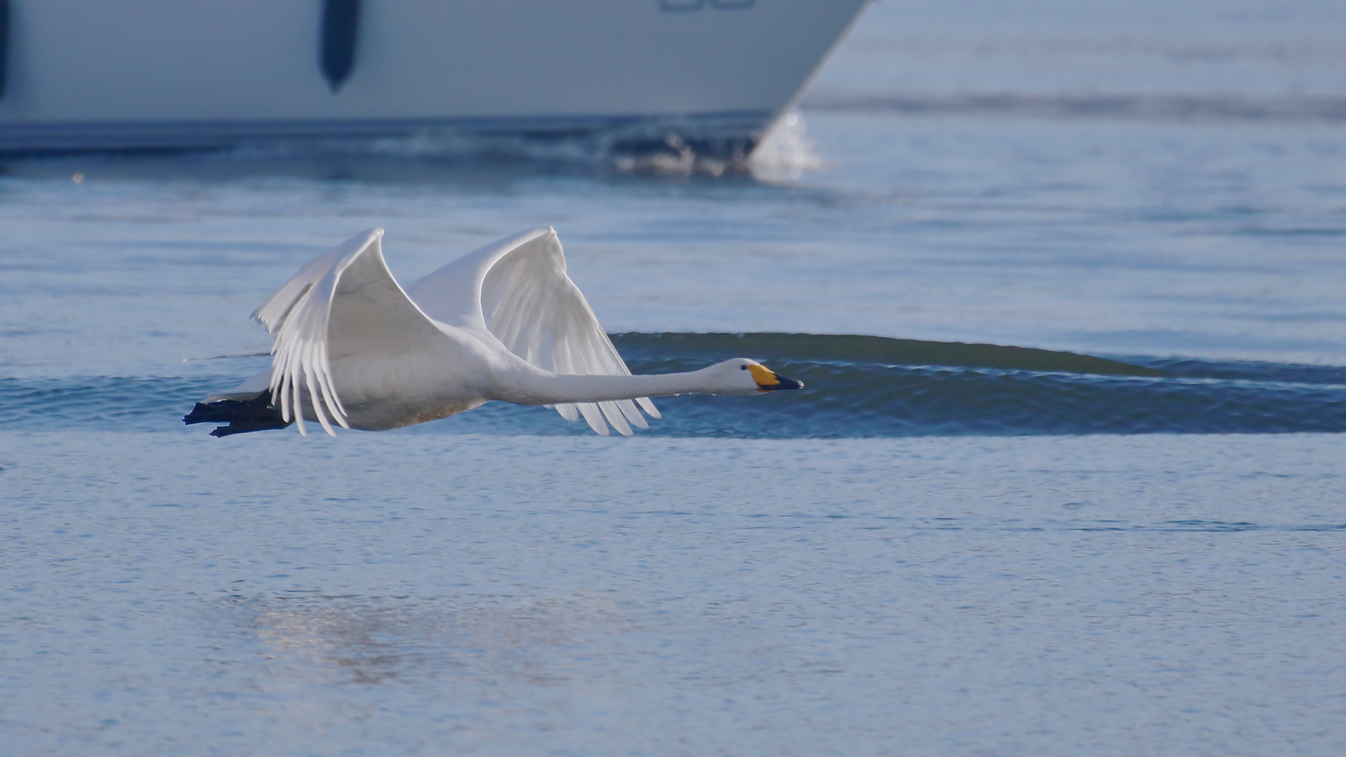 Er war schneller als das Segelboot