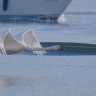 Er war schneller als das Segelboot