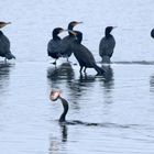 Er war soooo stolz, Kormoran  (Phalacrocorax carbo)  mit Wels...