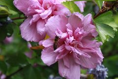 er war viel besucht - mein Hibiskus